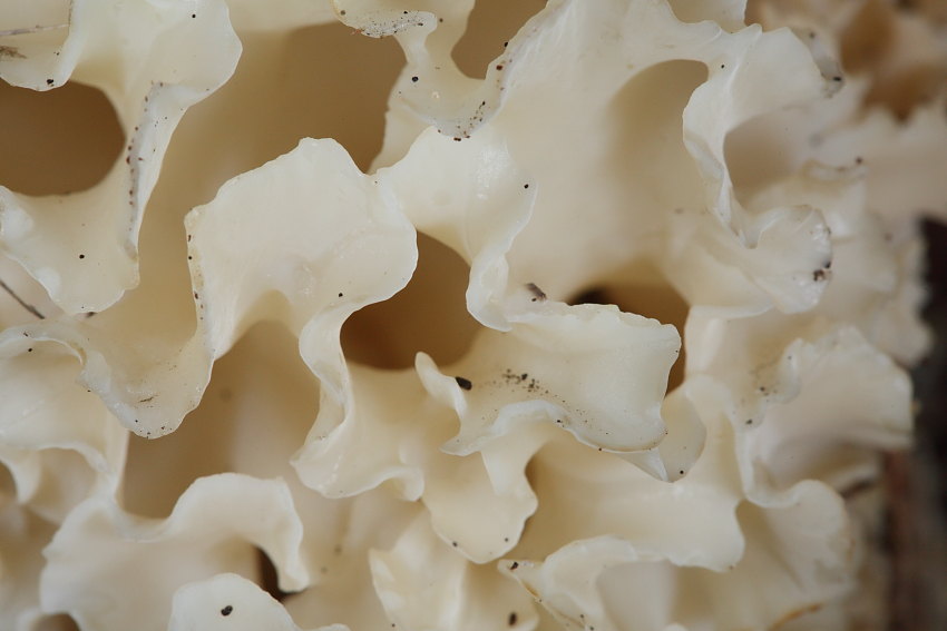 Masseeola crispa ( Wulfen) Kuntze, 1891??